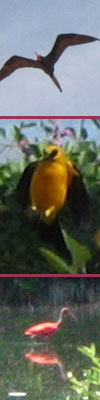Aves de Venezuela